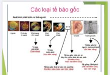 Sinh hoạt khoa học với nội dung “Ứng dụng tế bào gốc trong hỗ trợ sinh sản”